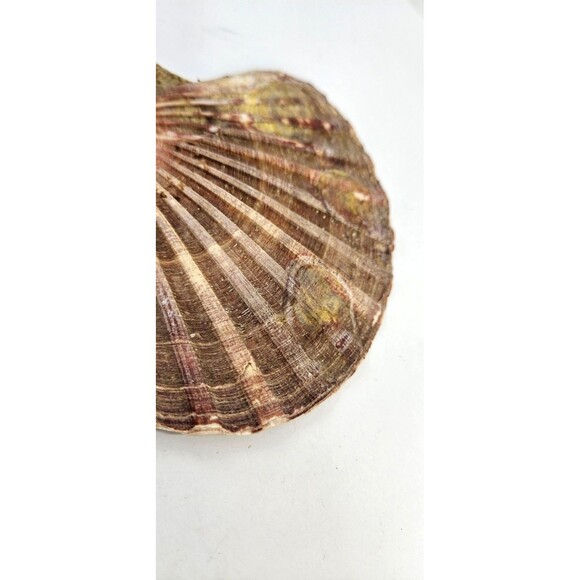 Vtg Mixed Lot of 3 Big 4" to 6" Seashells Crafts Home Beach Ocean Decor Unique - Picture 5 of 16